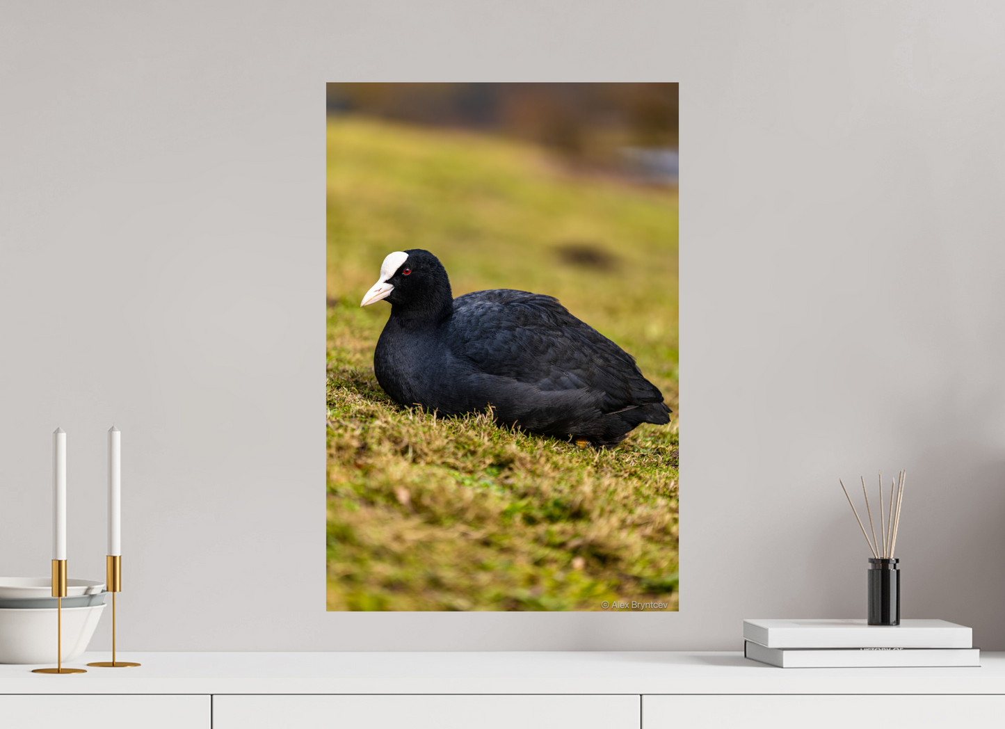Elegant Coot Bird Art Print on Premium Paper Multiple Sizes Available