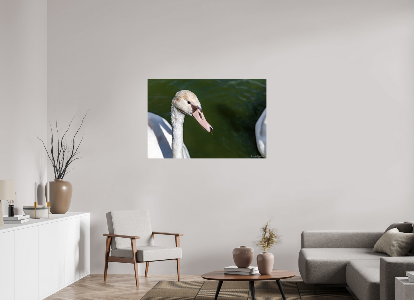 Serene Swan Portrait Wall Art - Nature Photography Print