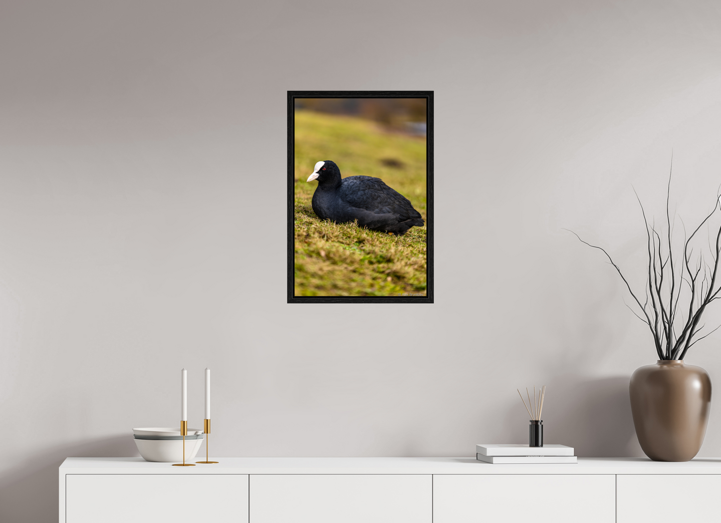 Elegant Coot Bird Art Print on Premium Paper Multiple Sizes Available