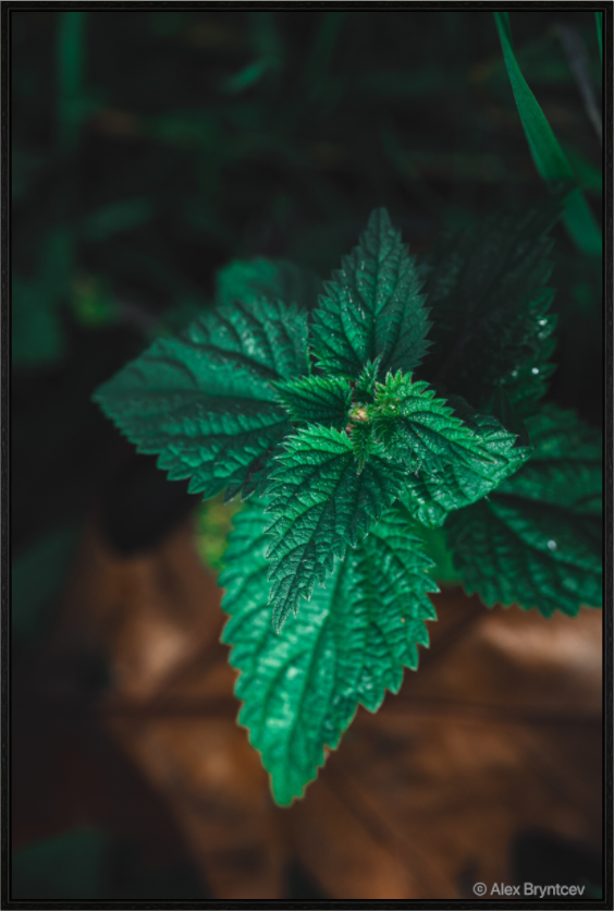 Captivating Green Leaf Print Nature Inspired Wall Art on Premium Paper