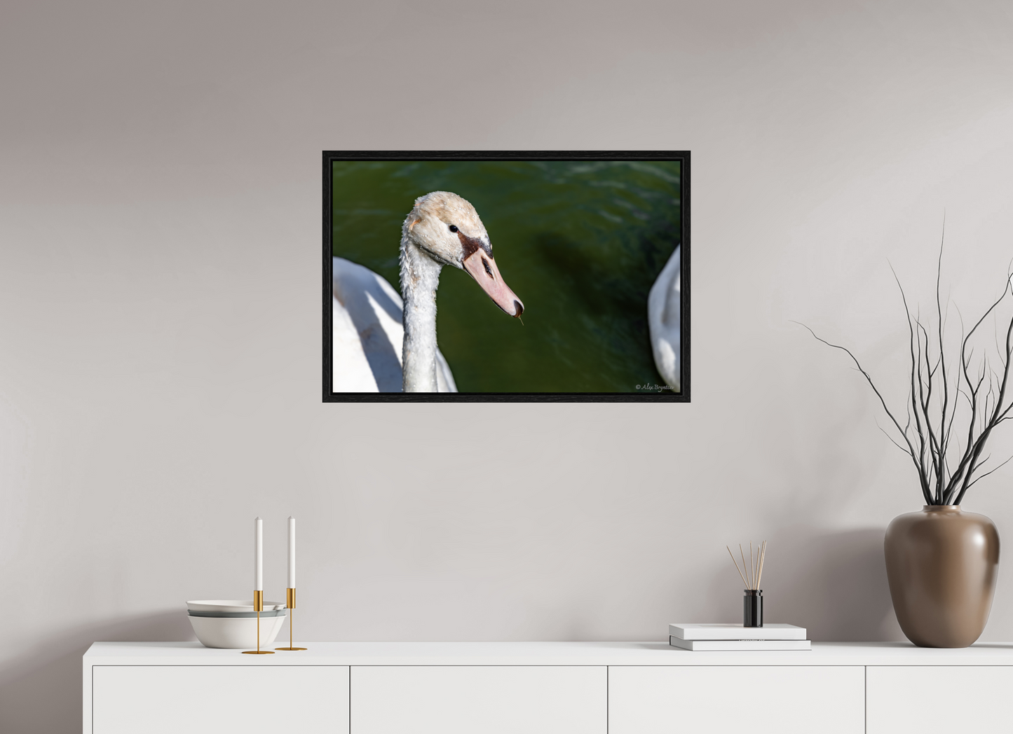 Serene Swan Portrait Wall Art - Nature Photography Print