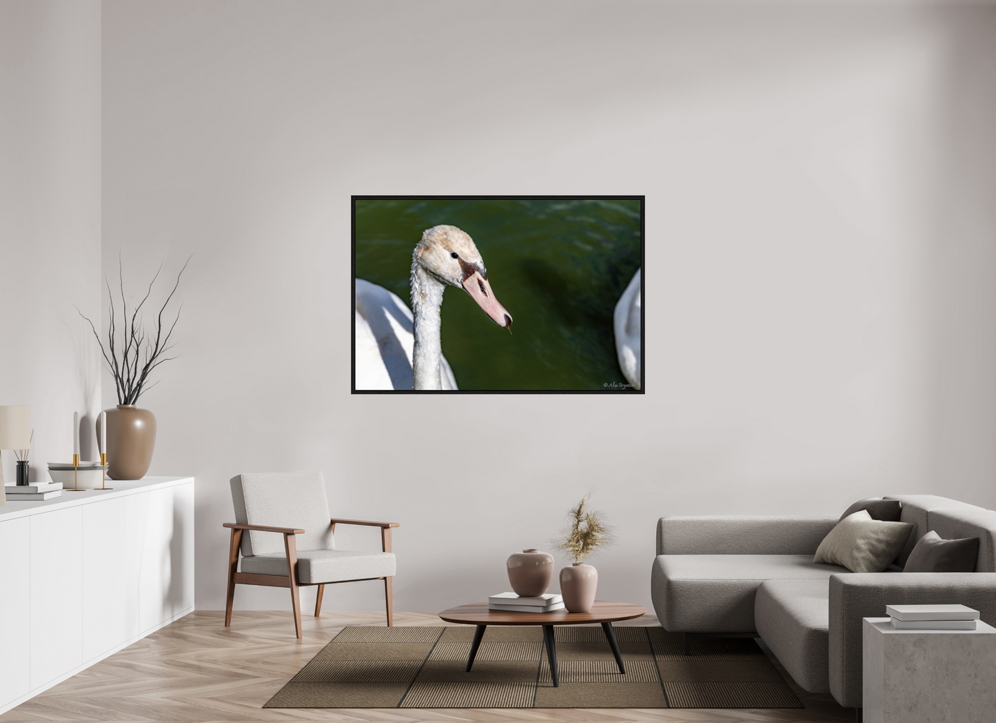 Serene Swan Portrait Wall Art - Nature Photography Print