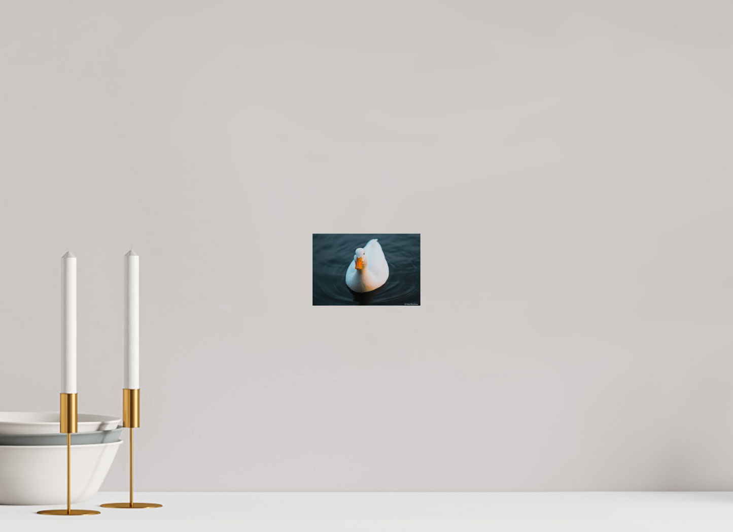 Graceful White Duck Print Wall Art – Nature Photography on Premium Paper