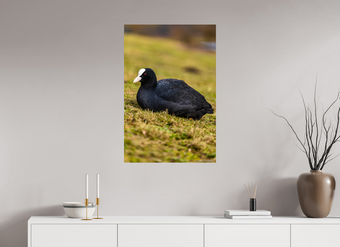 Elegant Coot Bird Art Print on Premium Paper Multiple Sizes Available