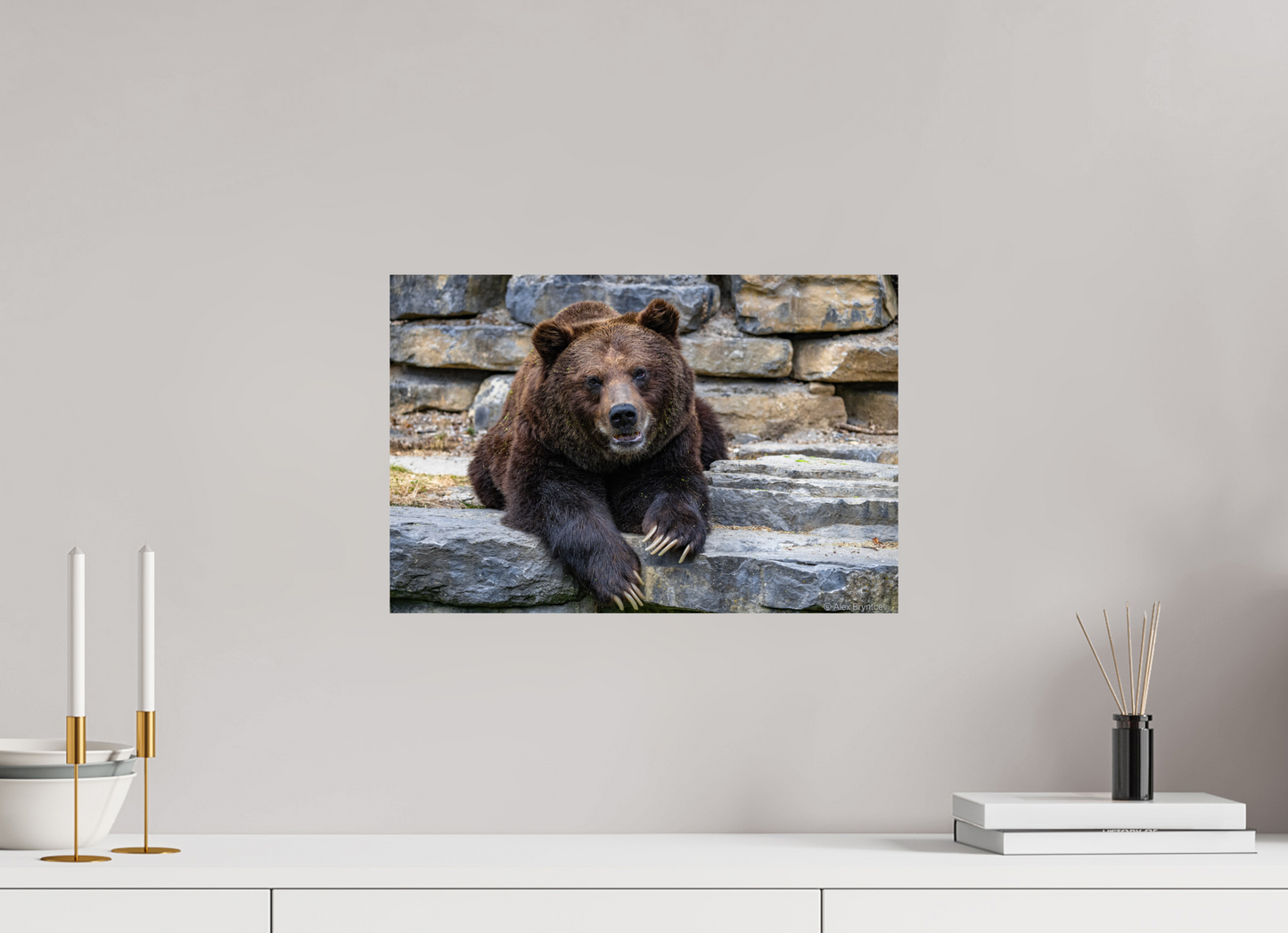 Majestic Bear Art Print Rustic Wildlife Photography Wall Decor