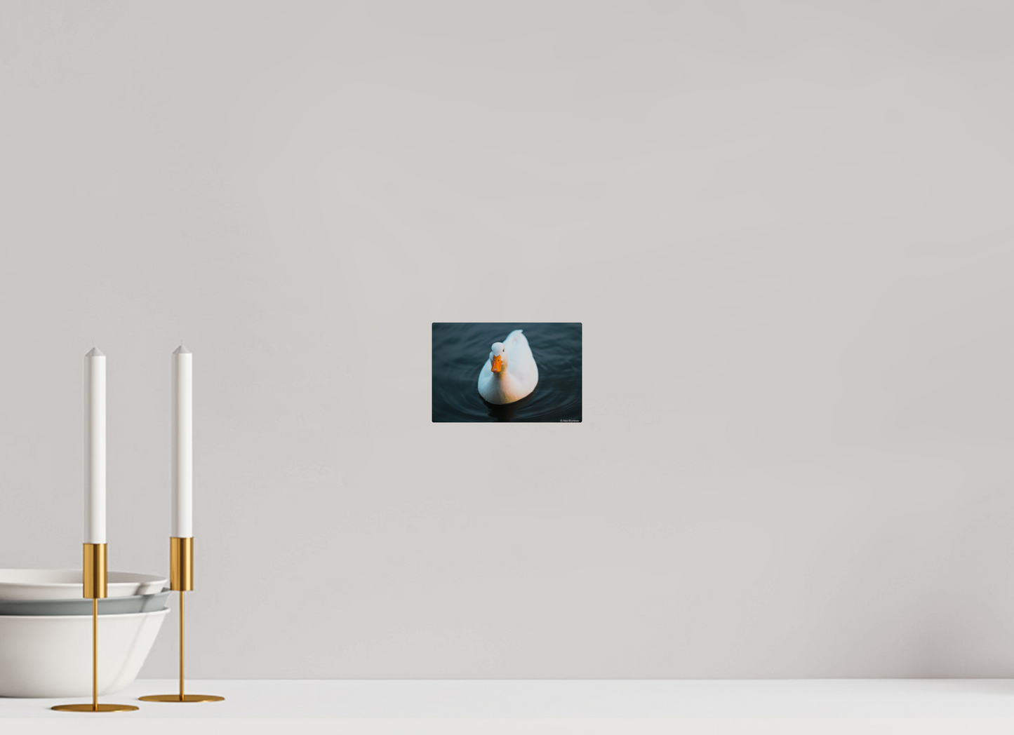 Graceful White Duck Print Wall Art – Nature Photography on Premium Paper