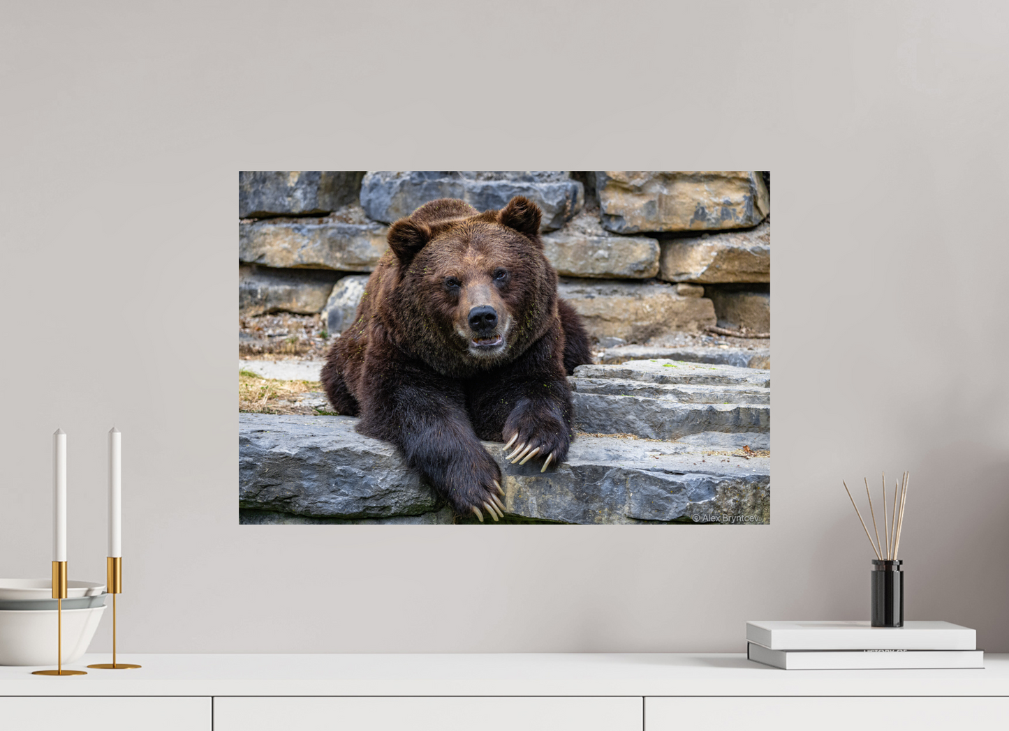 Majestic Bear Art Print Rustic Wildlife Photography Wall Decor
