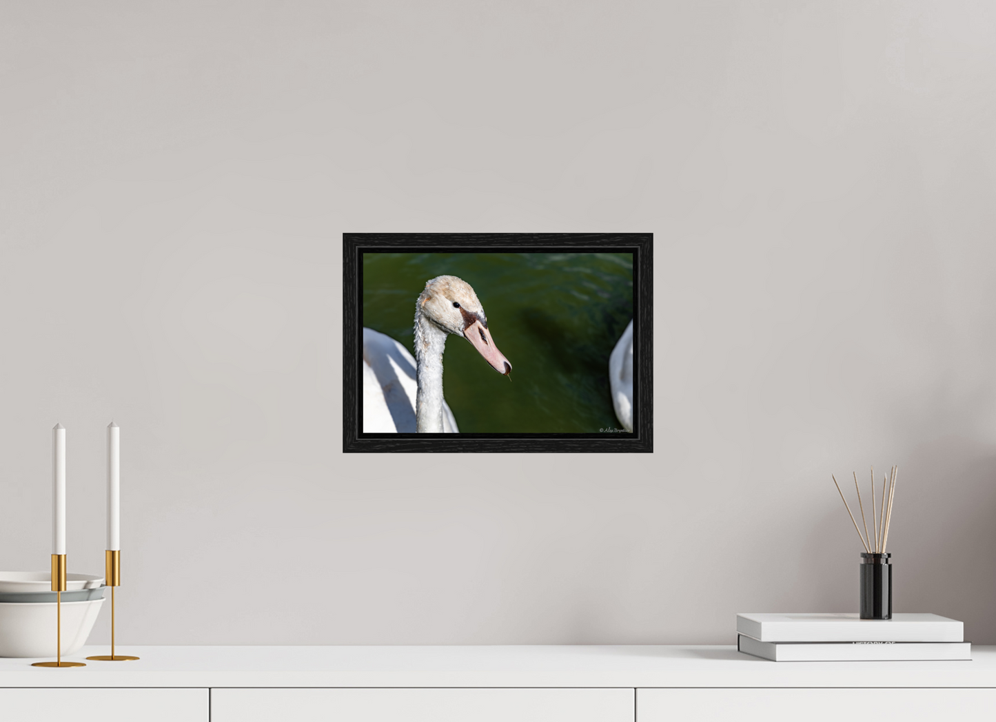 Serene Swan Portrait Wall Art - Nature Photography Print
