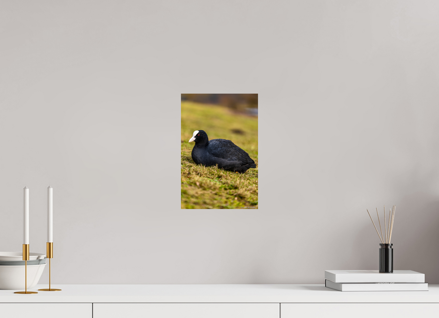Elegant Coot Bird Art Print on Premium Paper Multiple Sizes Available
