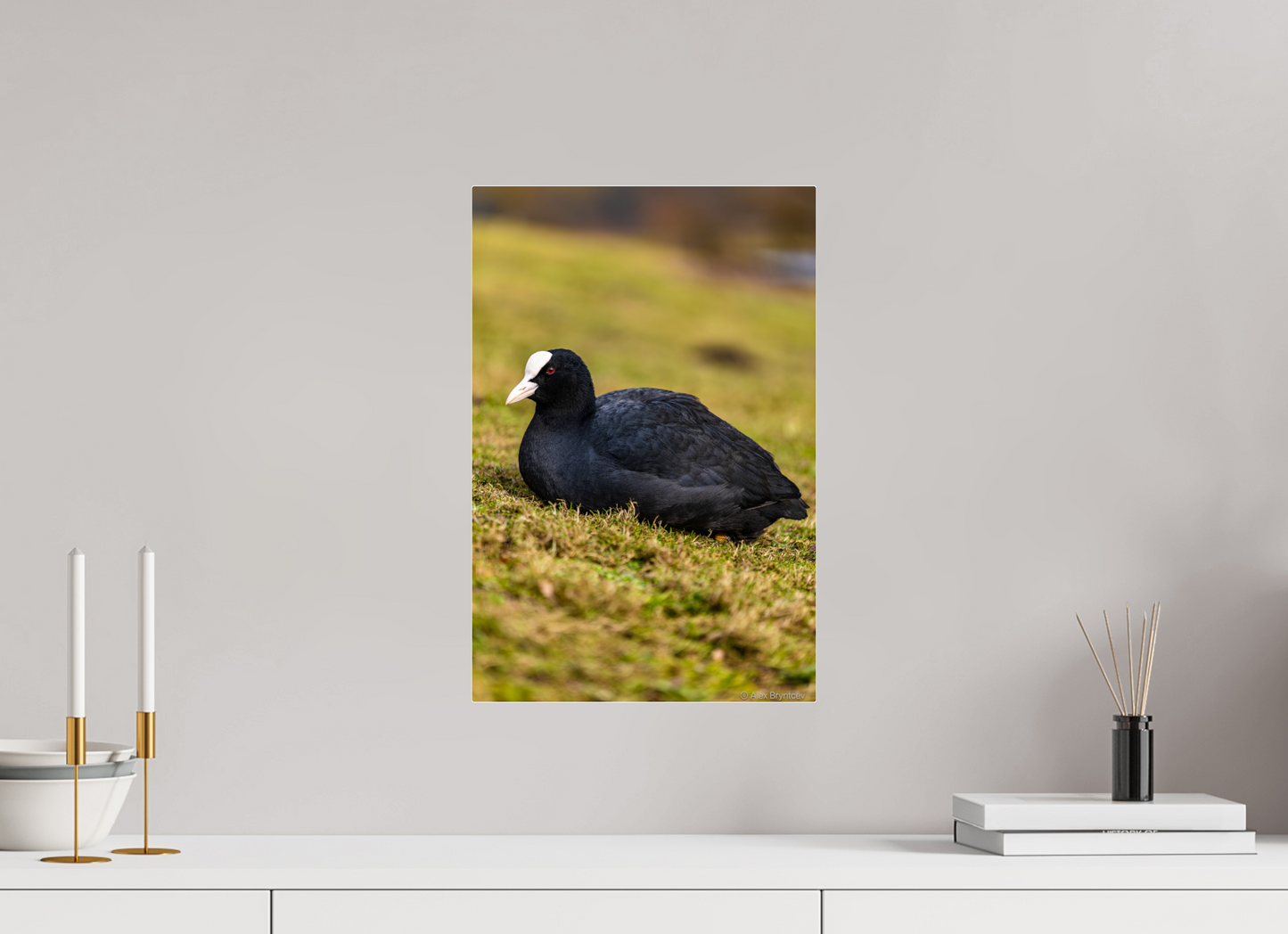 Elegant Coot Bird Art Print on Premium Paper Multiple Sizes Available