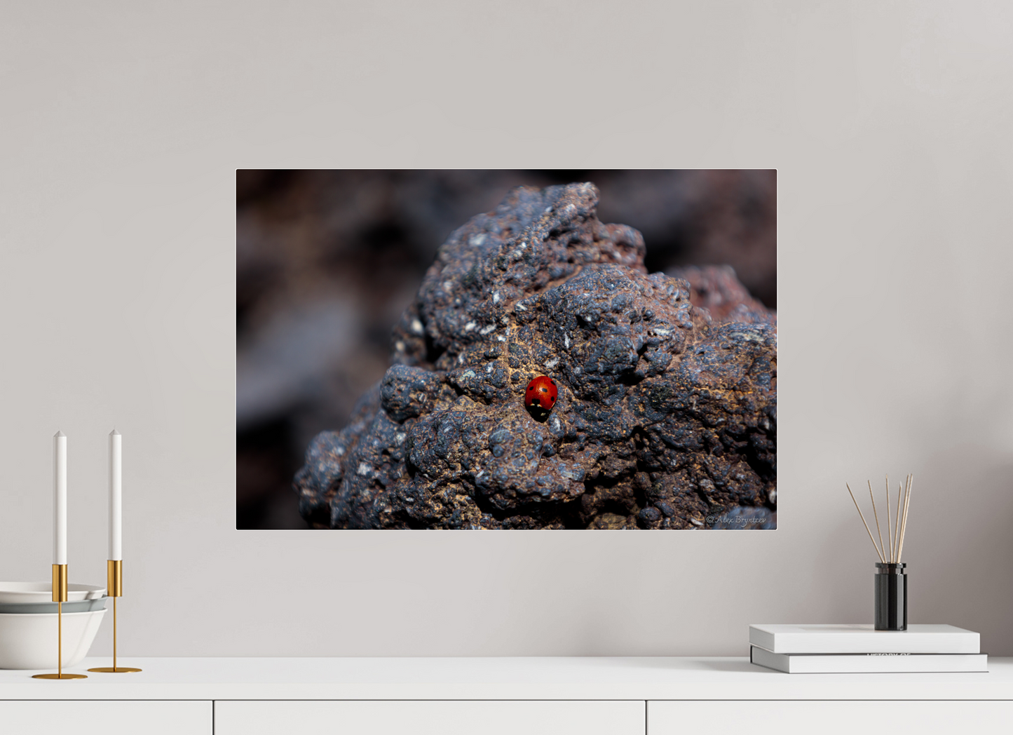 Vibrant Ladybug on Rocky Terrain Fine Art Print Multiple Sizes Available