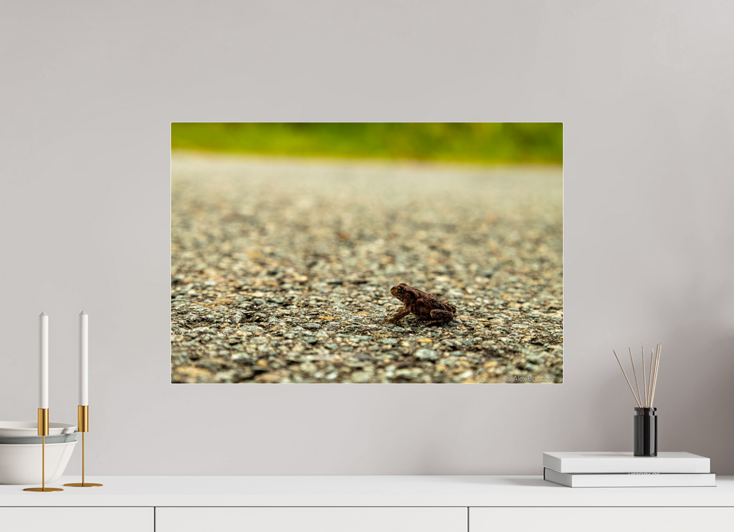 Captivating Close-Up of Tiny Frog on a Journey Fine Art Print