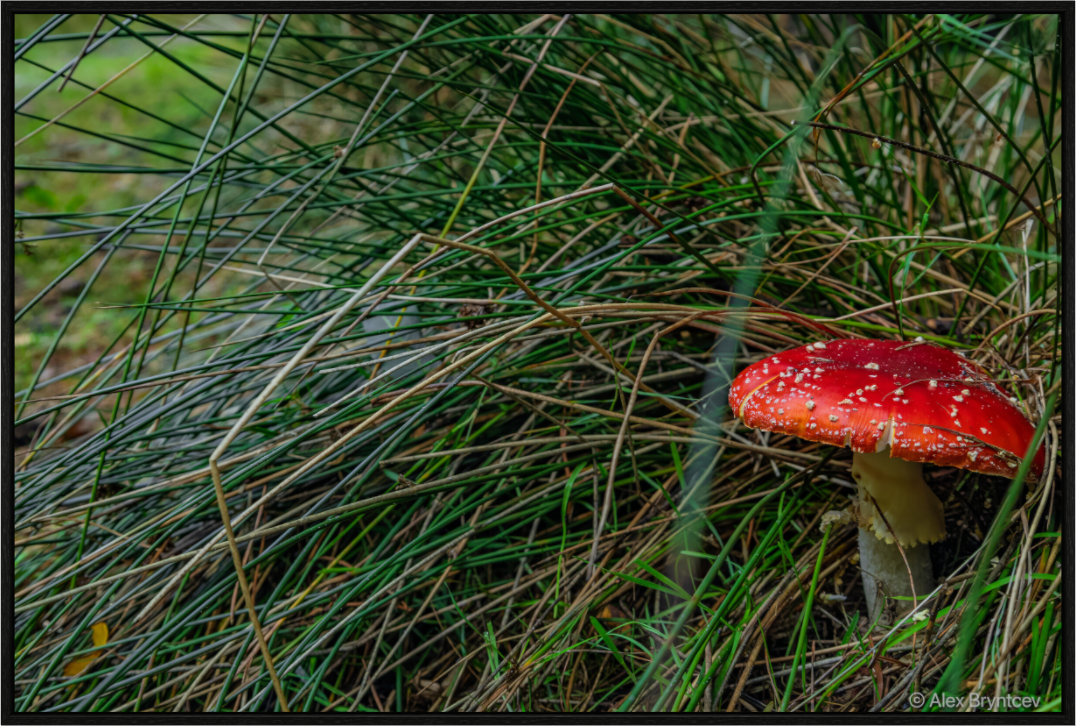 Enchanting Forest Mushroom Print Wall Art Nature Photography
