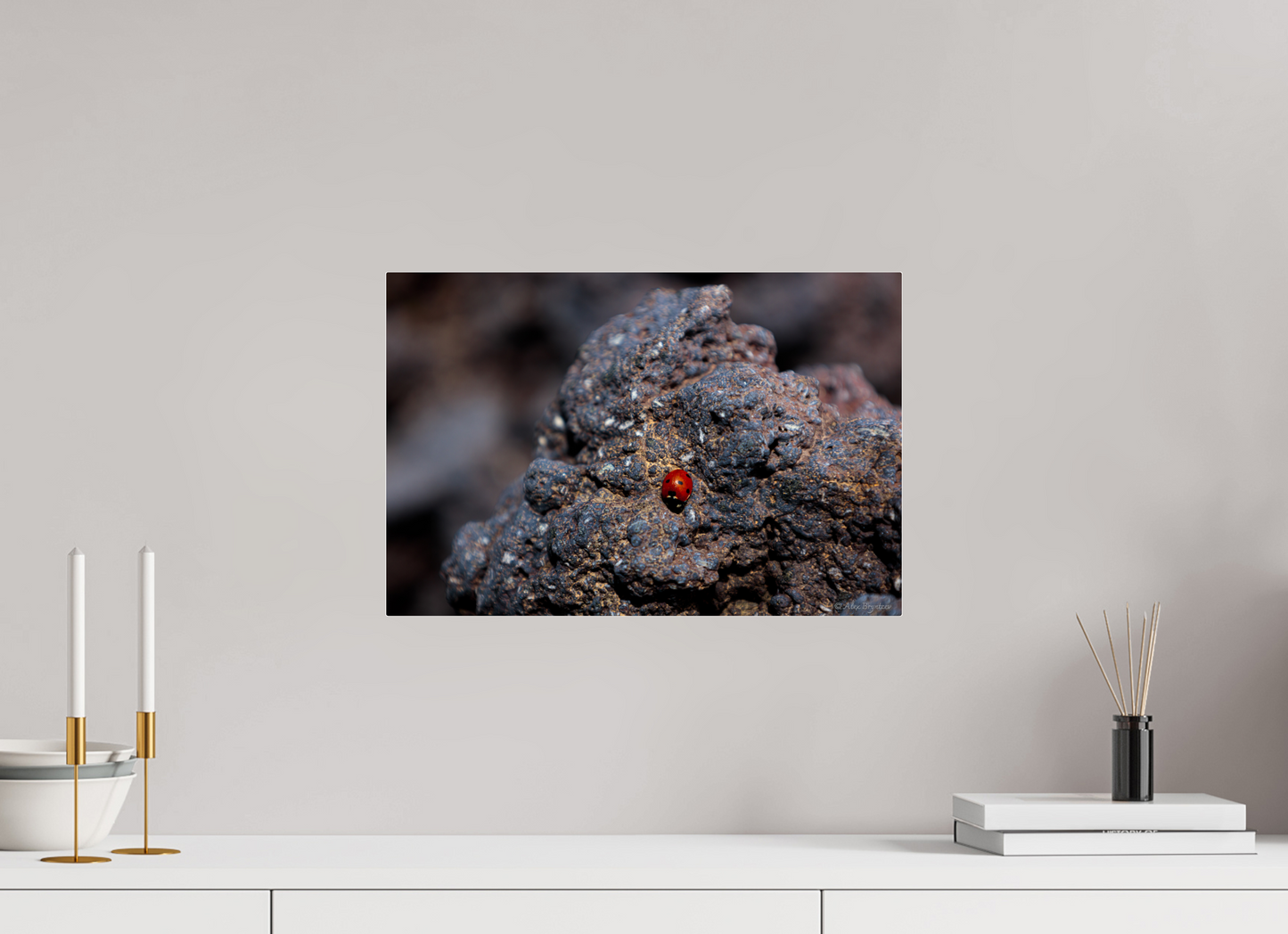 Vibrant Ladybug on Rocky Terrain Fine Art Print Multiple Sizes Available