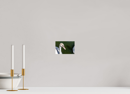 Serene Swan Portrait Wall Art - Nature Photography Print