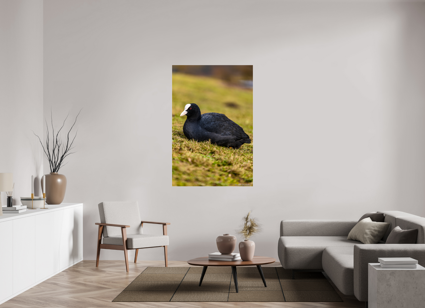 Elegant Coot Bird Art Print on Premium Paper Multiple Sizes Available