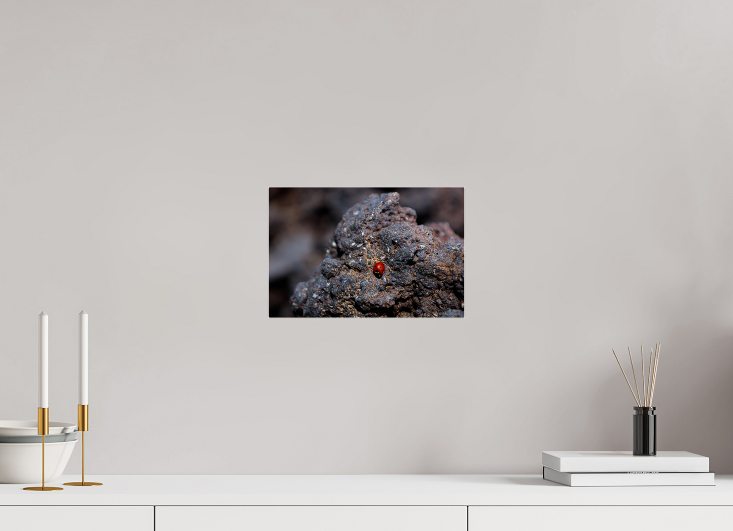Vibrant Ladybug on Rocky Terrain Fine Art Print Multiple Sizes Available
