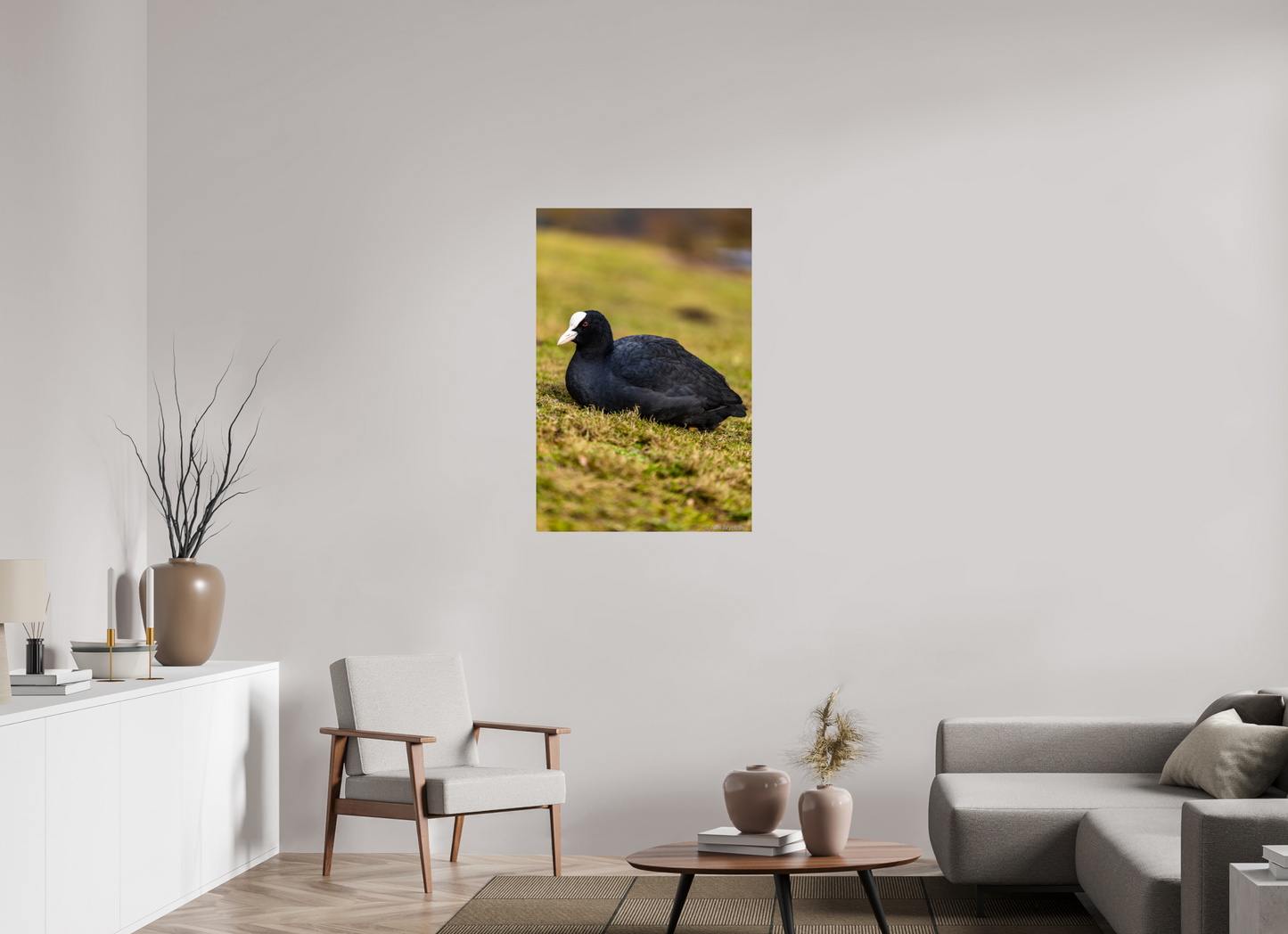 Elegant Coot Bird Art Print on Premium Paper Multiple Sizes Available