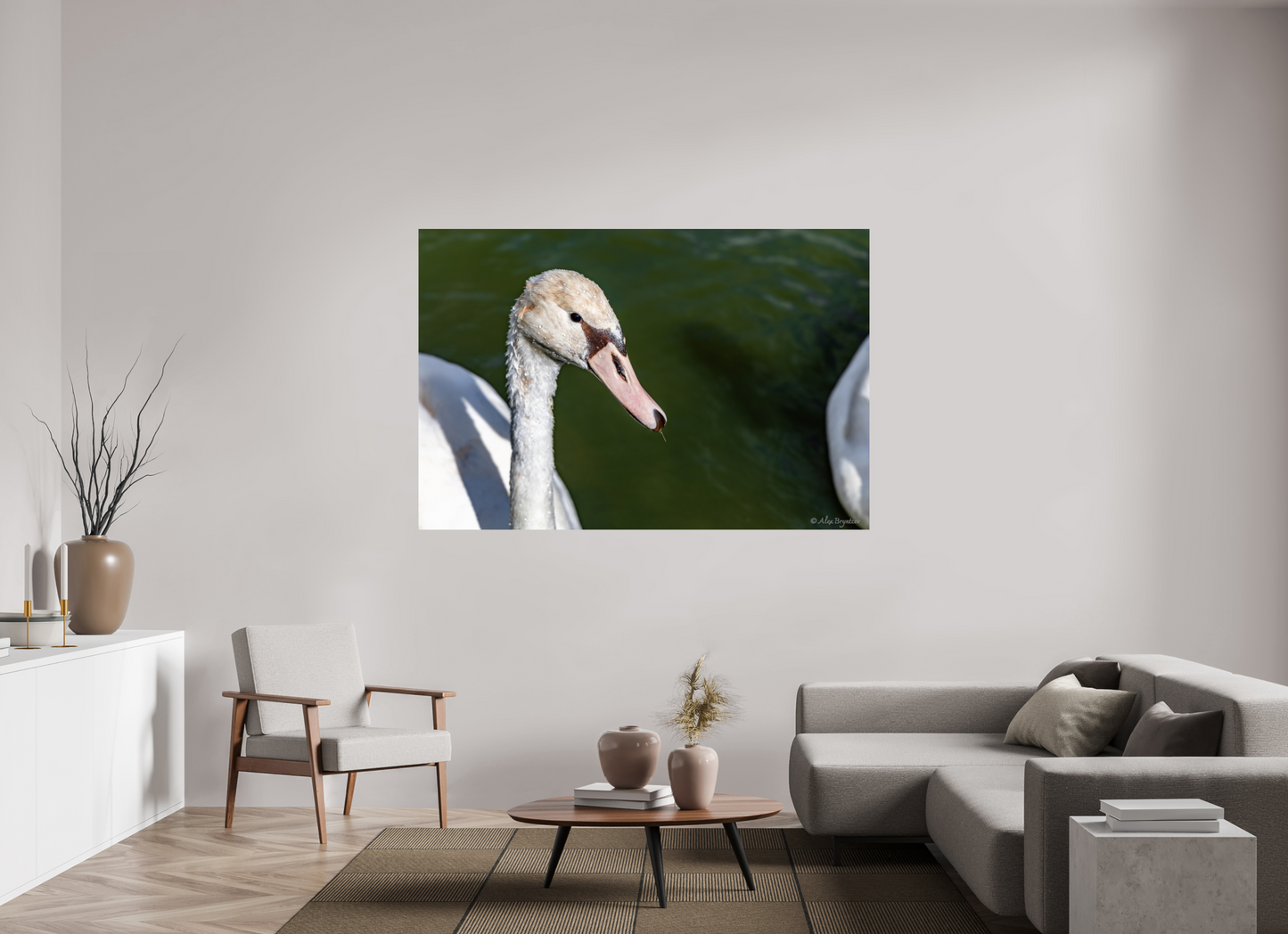 Serene Swan Portrait Wall Art - Nature Photography Print