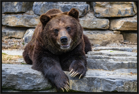 Majestic Bear Art Print Rustic Wildlife Photography Wall Decor
