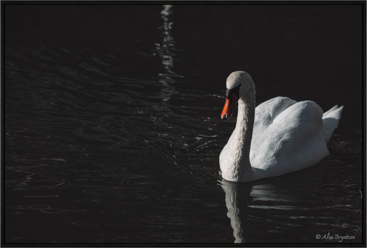 Elegant Swan Art Print Tranquil Water Scene Nature Photography Wall Decor