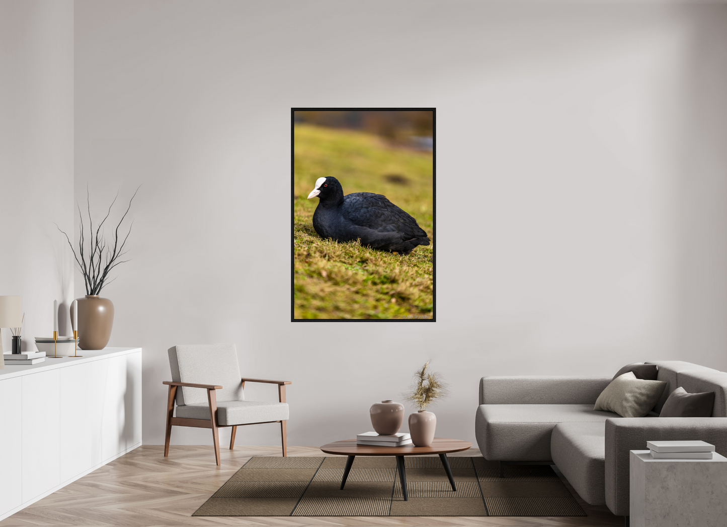 Elegant Coot Bird Art Print on Premium Paper Multiple Sizes Available