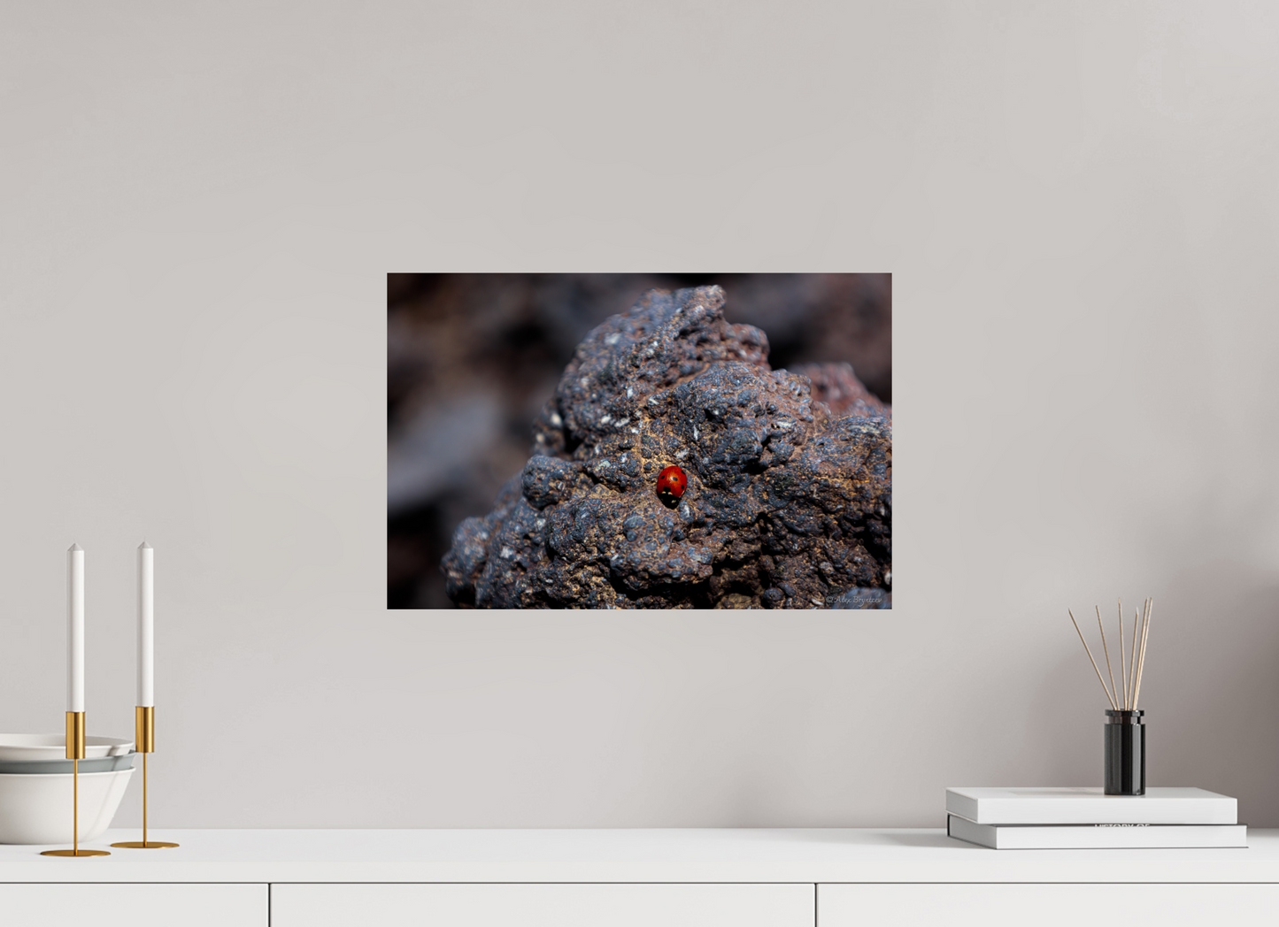 Vibrant Ladybug on Rocky Terrain Fine Art Print Multiple Sizes Available