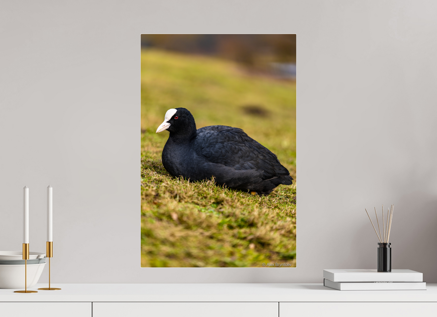 Elegant Coot Bird Art Print on Premium Paper Multiple Sizes Available