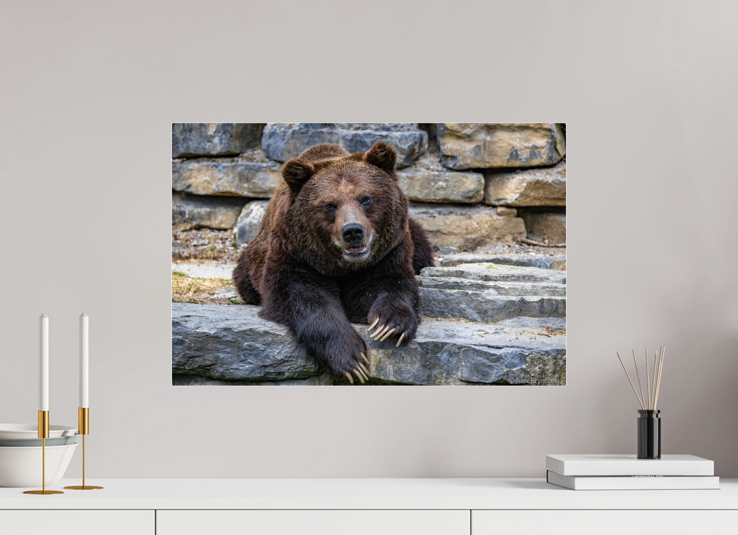 Majestic Bear Art Print Rustic Wildlife Photography Wall Decor