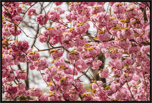 Captivating Cherry Blossom Print, Premium Art, Multiple Sizes Available