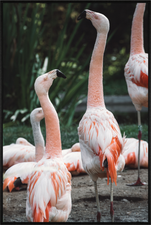 Graceful Flamingo Dance Art Print Wall Decor Vibrant Nature Photography