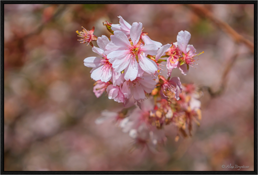Breathtaking Cherry Blossom Art Print - Premium Quality