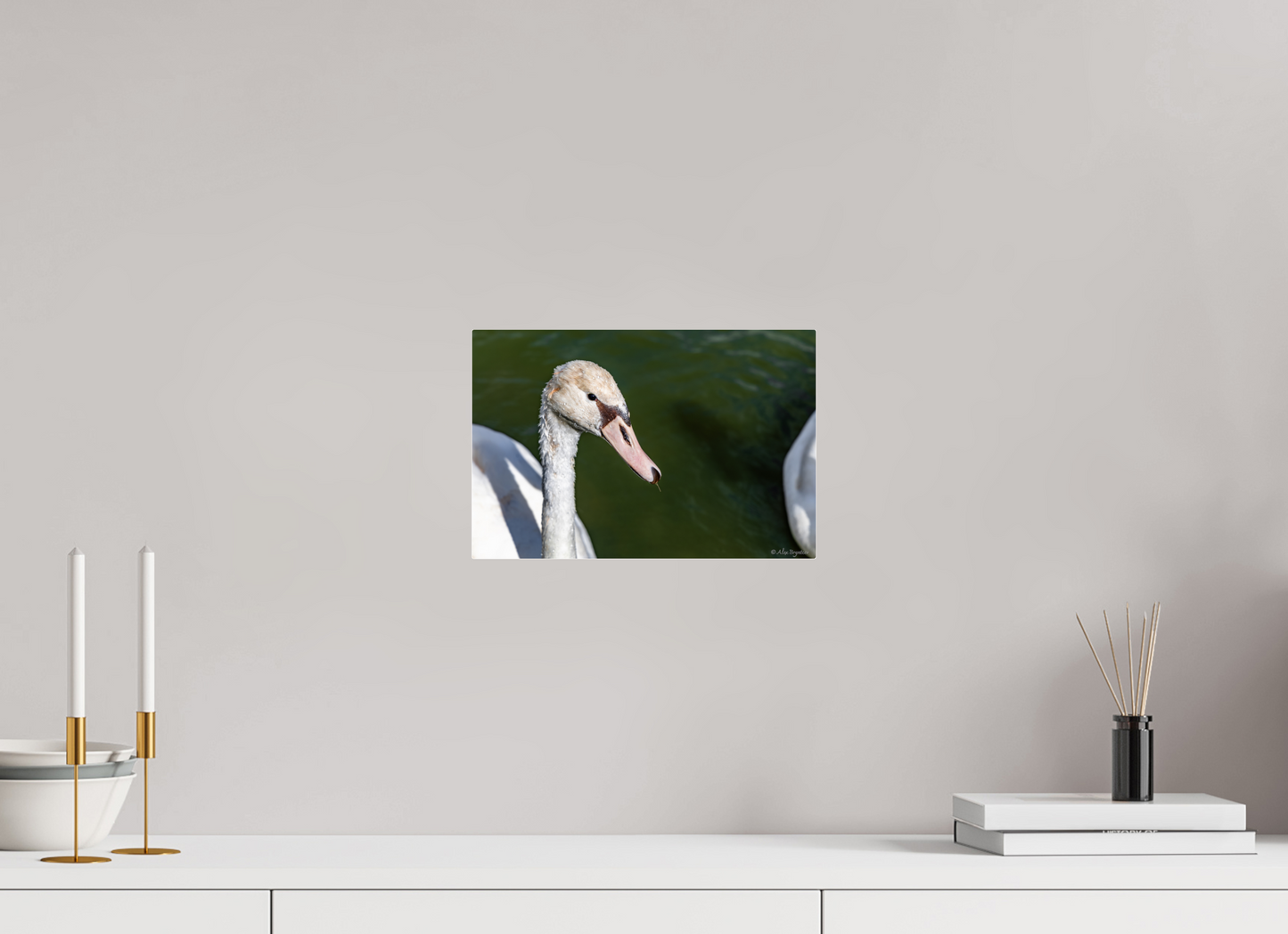 Serene Swan Portrait Wall Art - Nature Photography Print