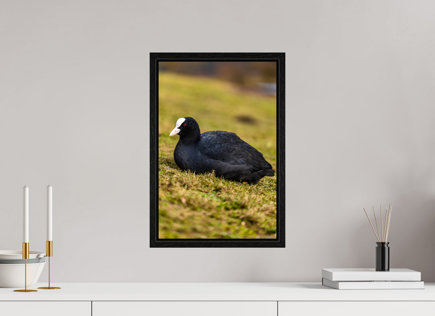 Elegant Coot Bird Art Print on Premium Paper Multiple Sizes Available