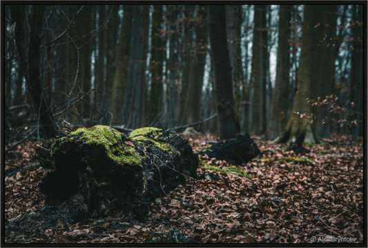 Enchanting Forest Floor Print Woodland Photography Art Wall Decor