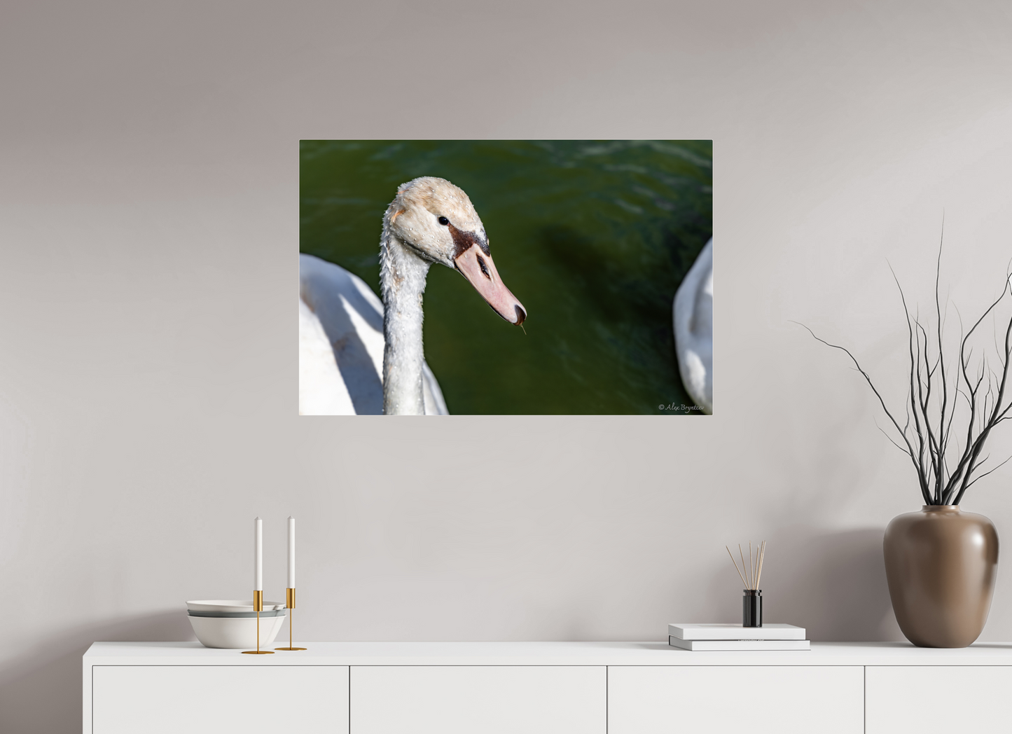 Serene Swan Portrait Wall Art - Nature Photography Print