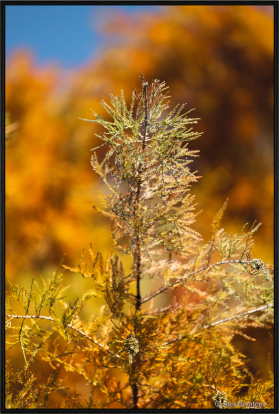 Autumn Glory Nature Print on Premium Paper Available in Multiple Sizes
