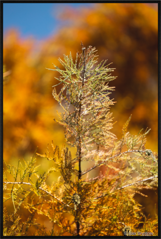 Autumn Glory Nature Print on Premium Paper Available in Multiple Sizes