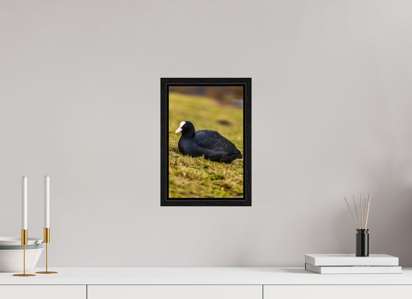 Elegant Coot Bird Art Print on Premium Paper Multiple Sizes Available