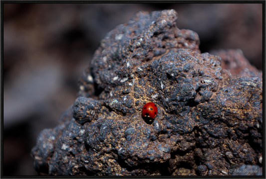 Vibrant Ladybug on Rocky Terrain Fine Art Print Multiple Sizes Available