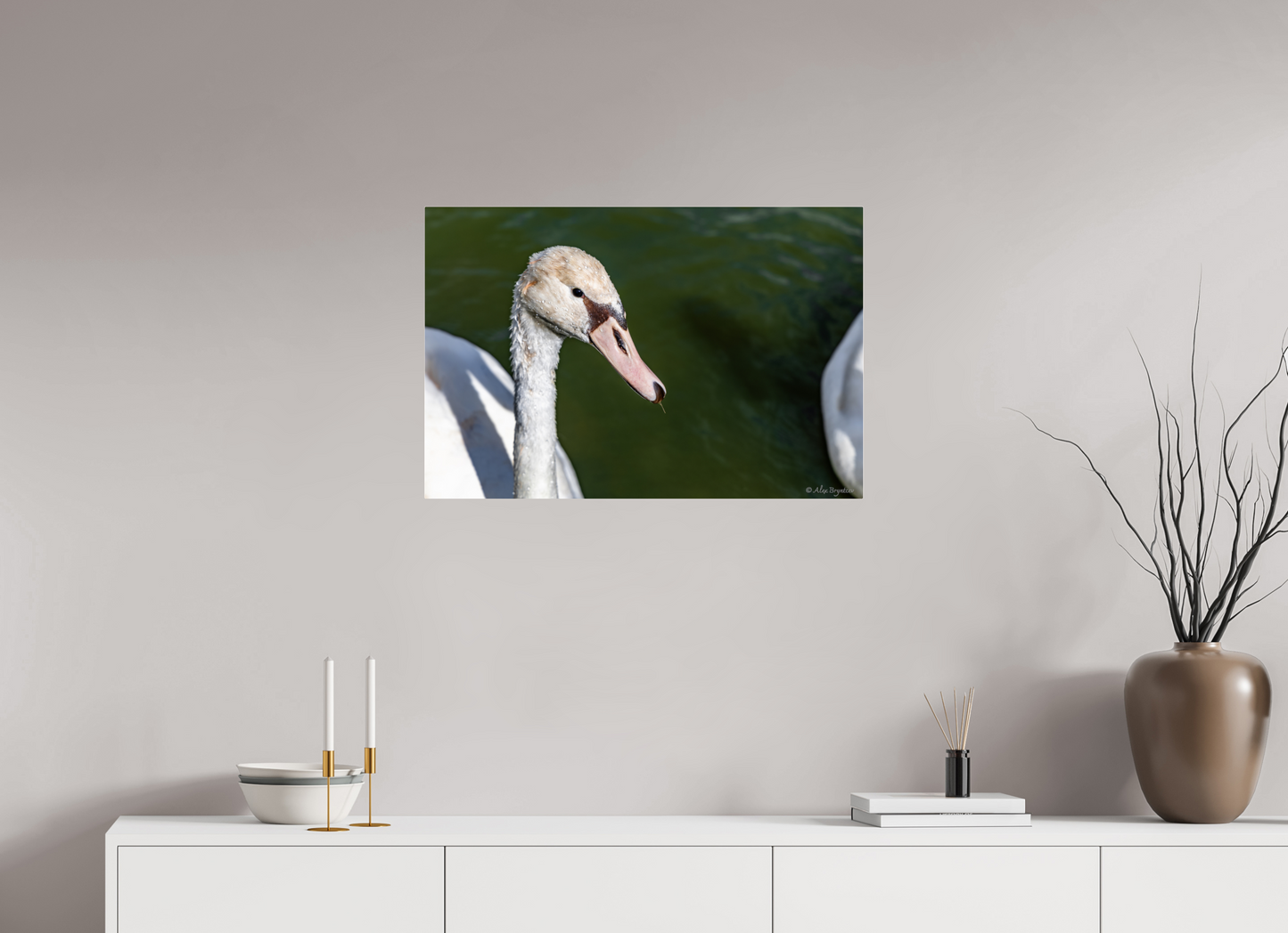 Serene Swan Portrait Wall Art - Nature Photography Print