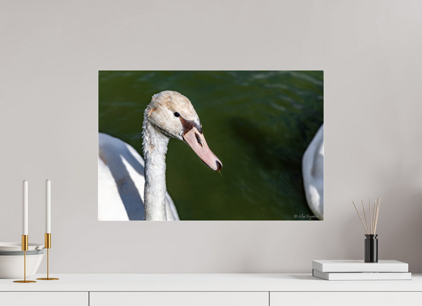 Serene Swan Portrait Wall Art - Nature Photography Print