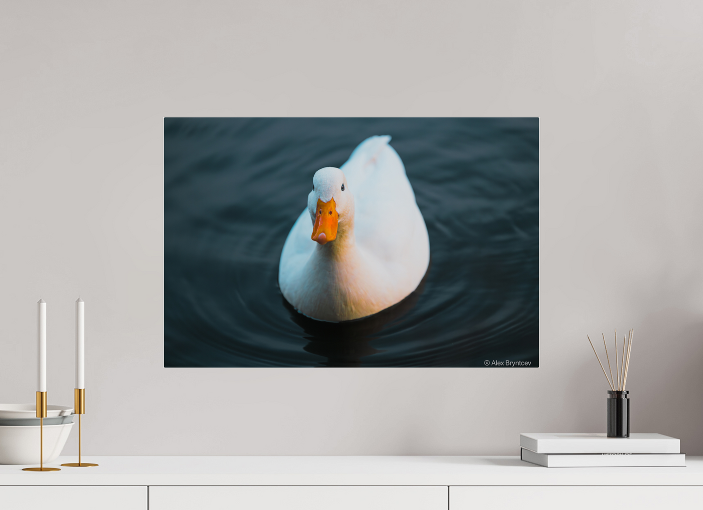 Graceful White Duck Print Wall Art – Nature Photography on Premium Paper