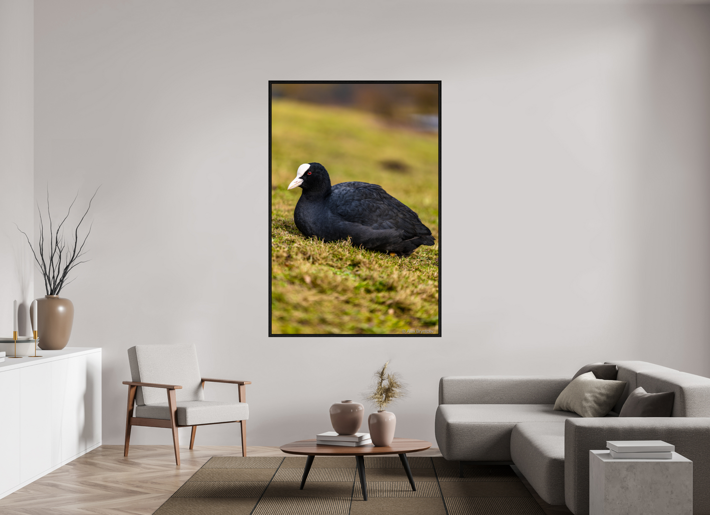 Elegant Coot Bird Art Print on Premium Paper Multiple Sizes Available
