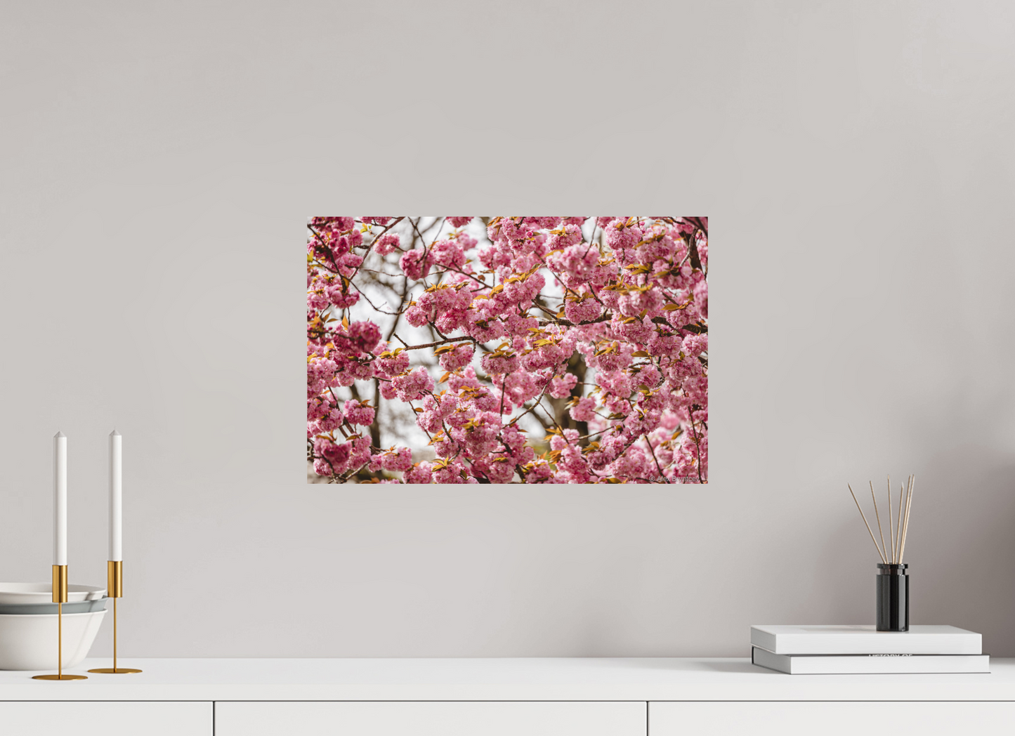 Captivating Cherry Blossom Print, Premium Art, Multiple Sizes Available
