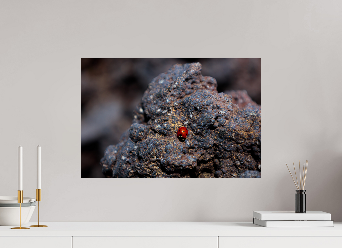Vibrant Ladybug on Rocky Terrain Fine Art Print Multiple Sizes Available