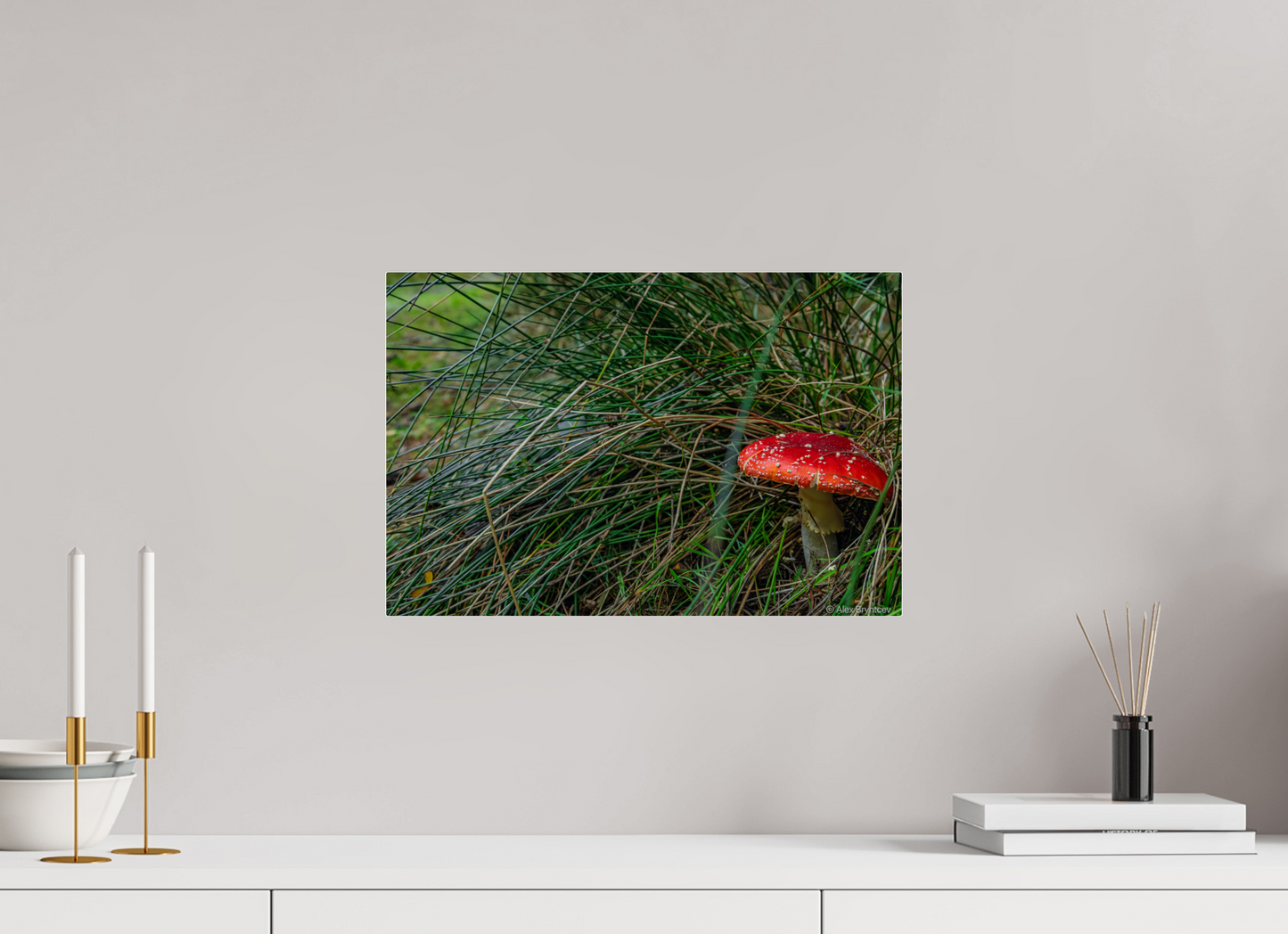 Enchanting Forest Mushroom Print Wall Art Nature Photography