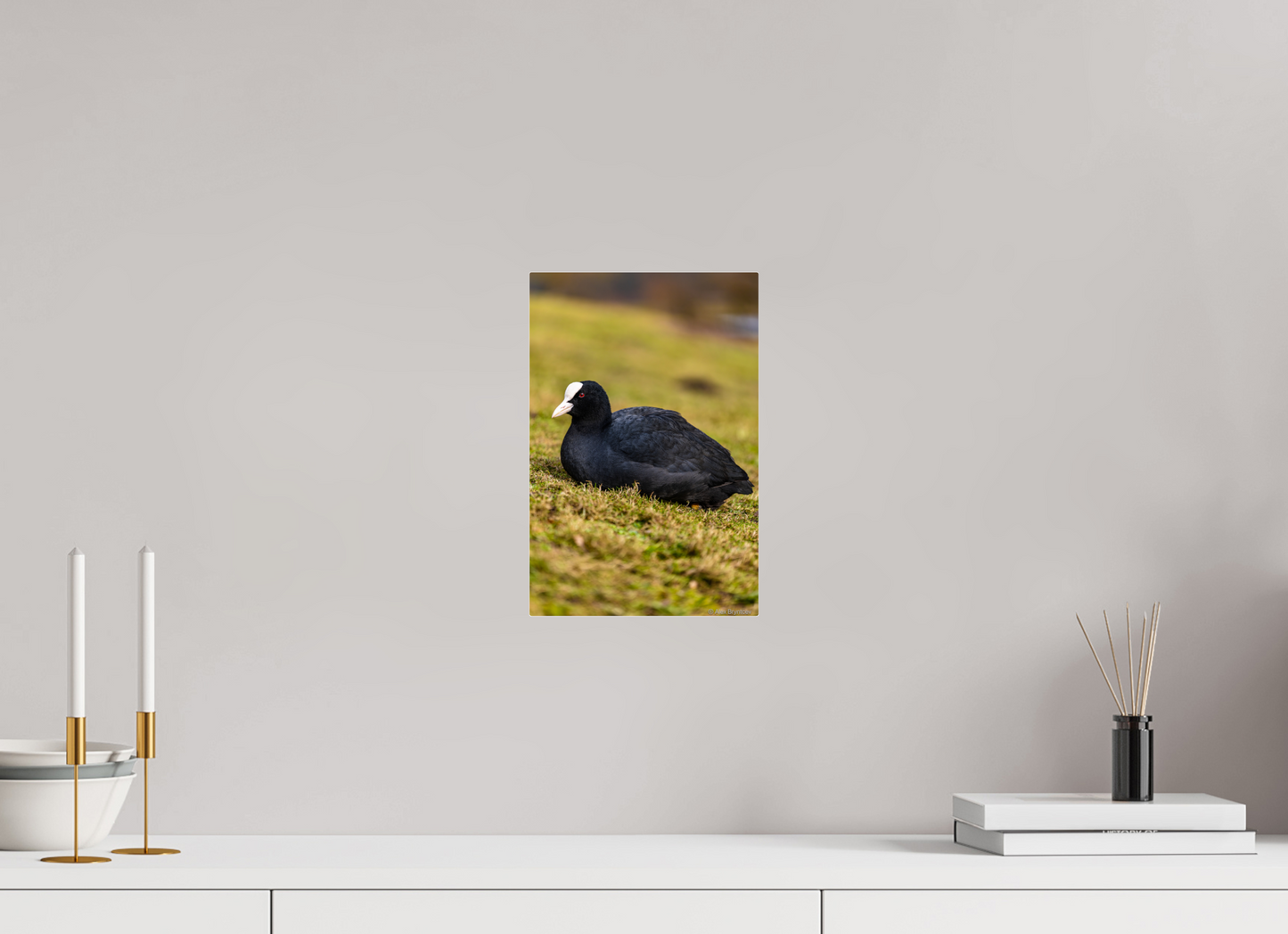 Elegant Coot Bird Art Print on Premium Paper Multiple Sizes Available