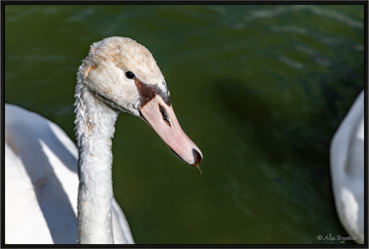 Serene Swan Portrait Wall Art - Nature Photography Print