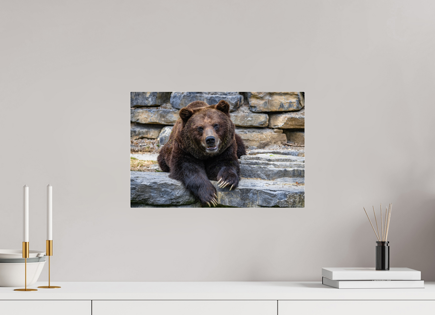 Majestic Bear Art Print Rustic Wildlife Photography Wall Decor
